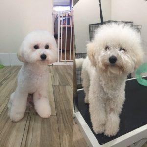 Brisbane dog grooming salon Koohiki