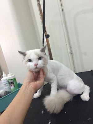 cat grooming Brisbane