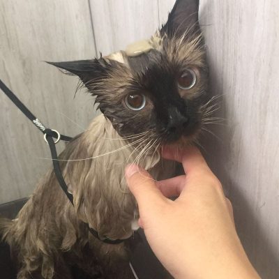 Koohiki cat grooming Runcorn Brisbane