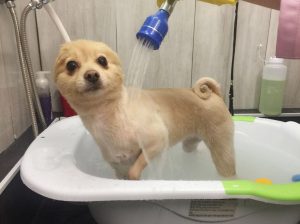 Brisbane dog grooming salon Koohiki Runcorn