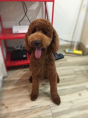 Brisbane dog grooming salon Koohiki