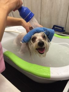 Brisbane dog grooming salon Koohiki Runcorn